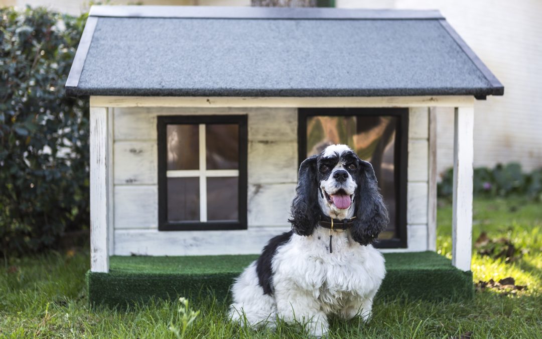 4 consejos para construir una caseta de perro en el jardín